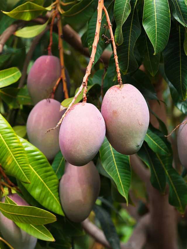 Different items of mango