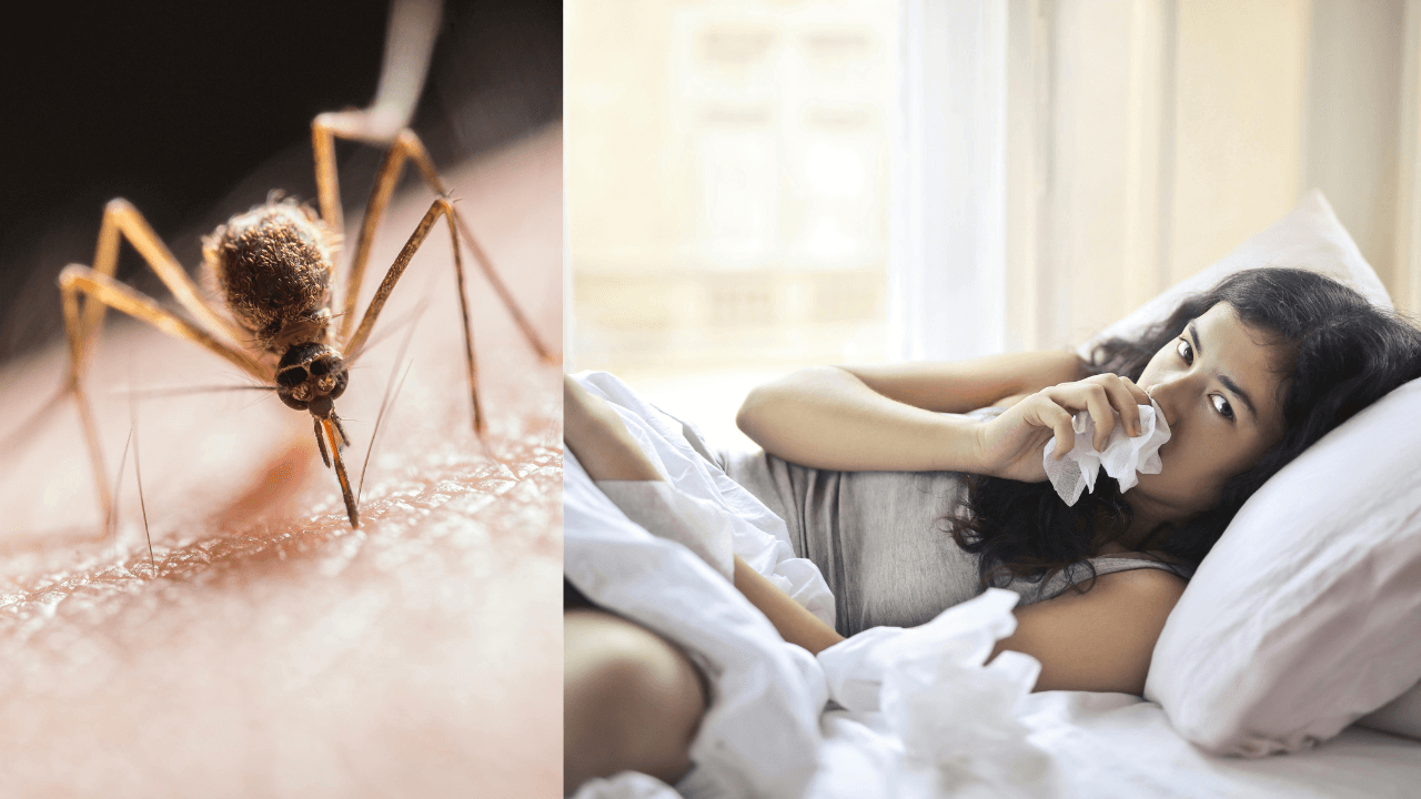 Home remedies for dengue in monsoon 2024